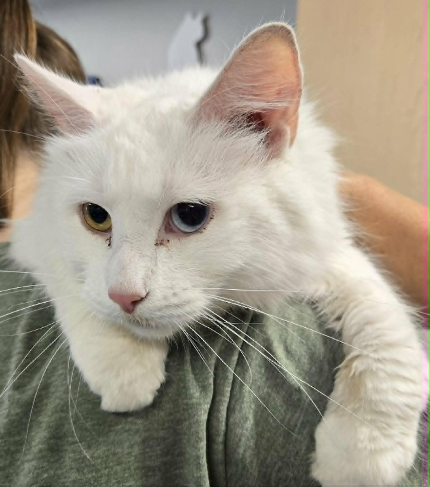 Coconut, an adopted Domestic Medium Hair in Watertown, WI image 1/4