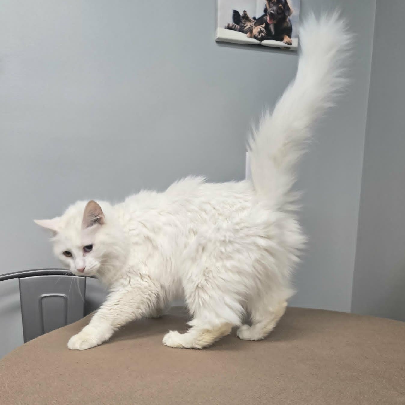 Coconut, an adopted Domestic Medium Hair in Watertown, WI image 3/4