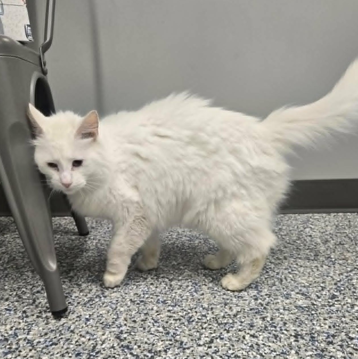 Coconut, an adopted Domestic Medium Hair in Watertown, WI image 4/4
