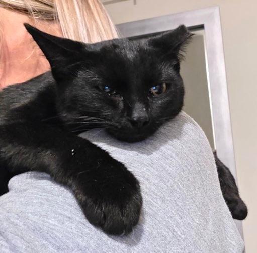 Enlarge Midnight, a Adoptable Domestic Short Hair in New Albany, OH image 3/4