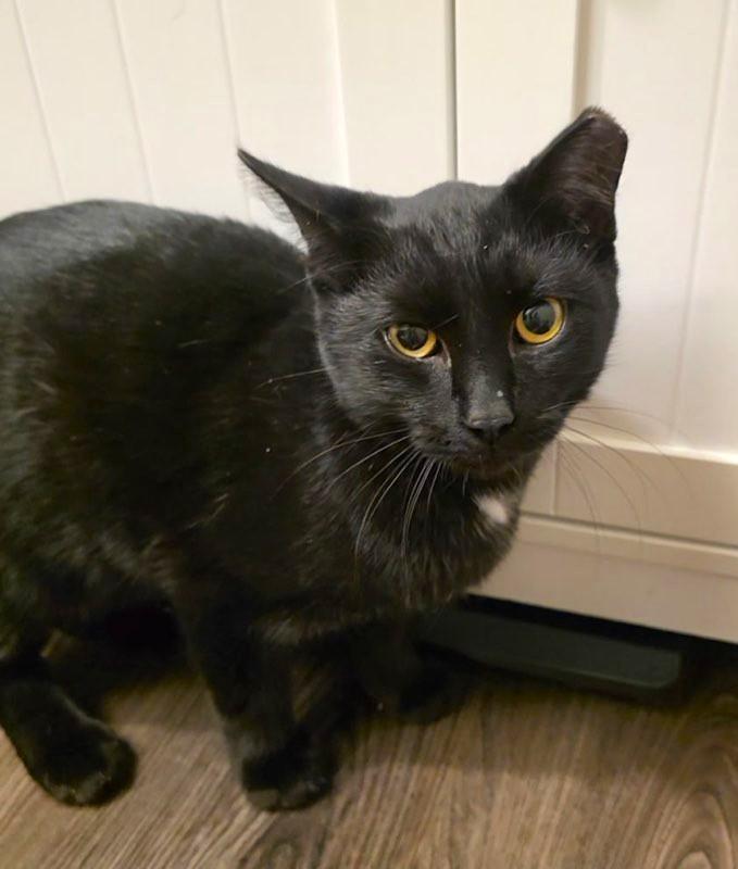 Enlarge Midnight, a Adoptable Domestic Short Hair in New Albany, OH image 4/4