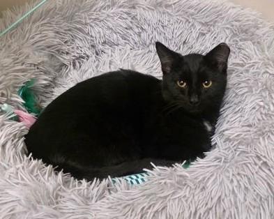 Enlarge Midnight, a Adoptable Domestic Short Hair in New Albany, OH image 2/4
