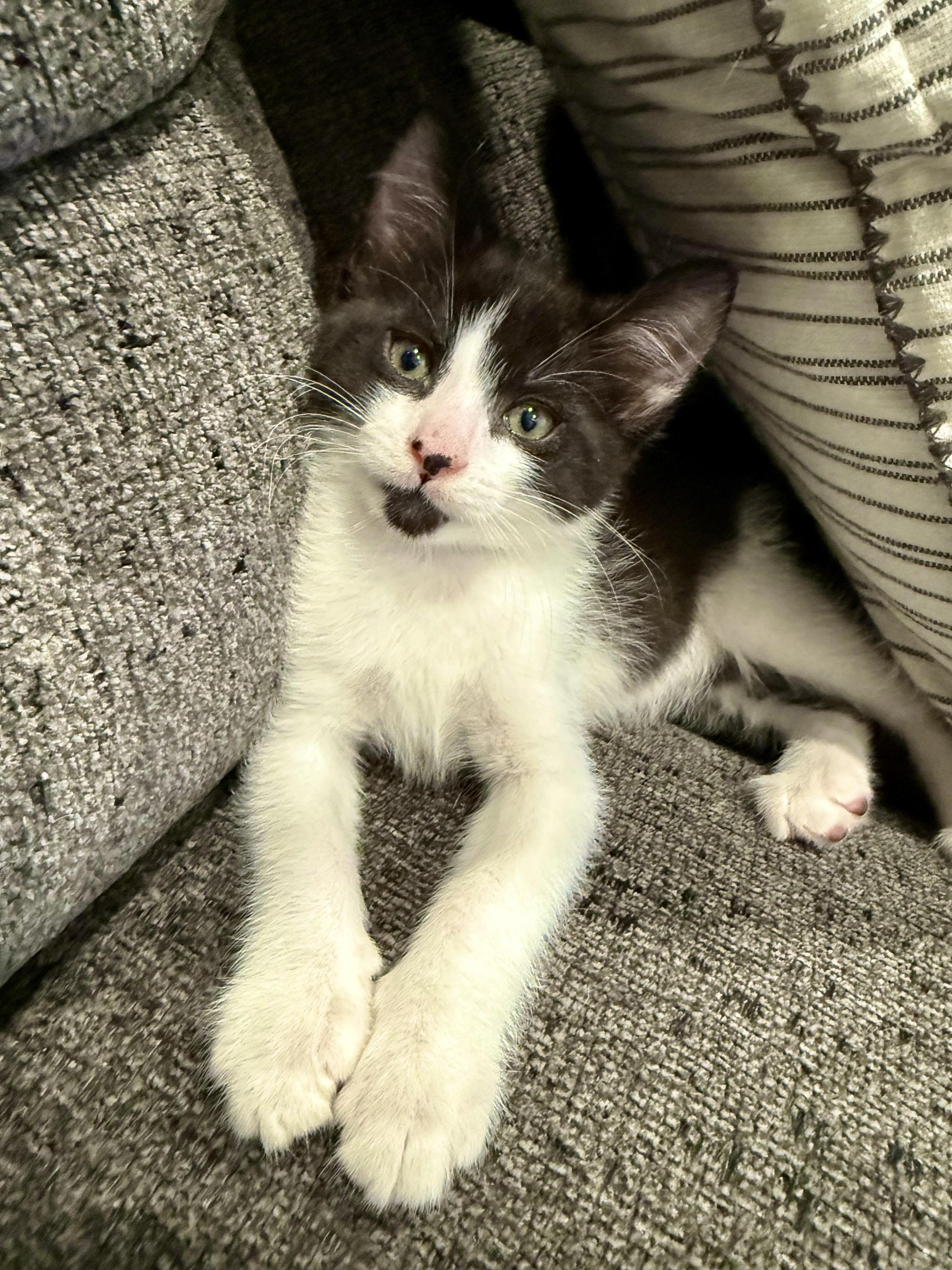 River (M), a Adoptable American Shorthair in Los Angeles, CA image 2/2