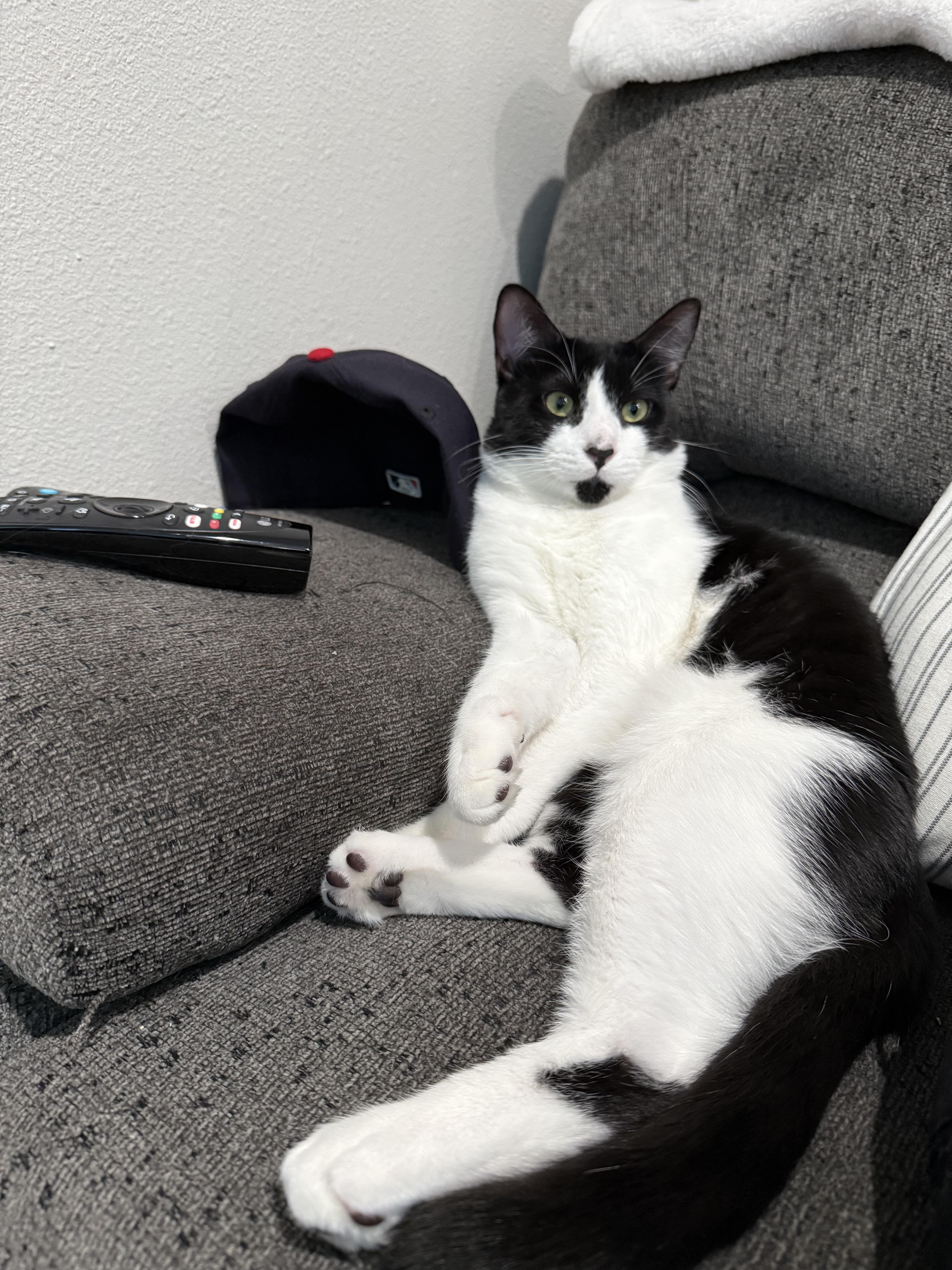 Enlarge River (M), a Adoptable American Shorthair in Los Angeles, CA image 2/2