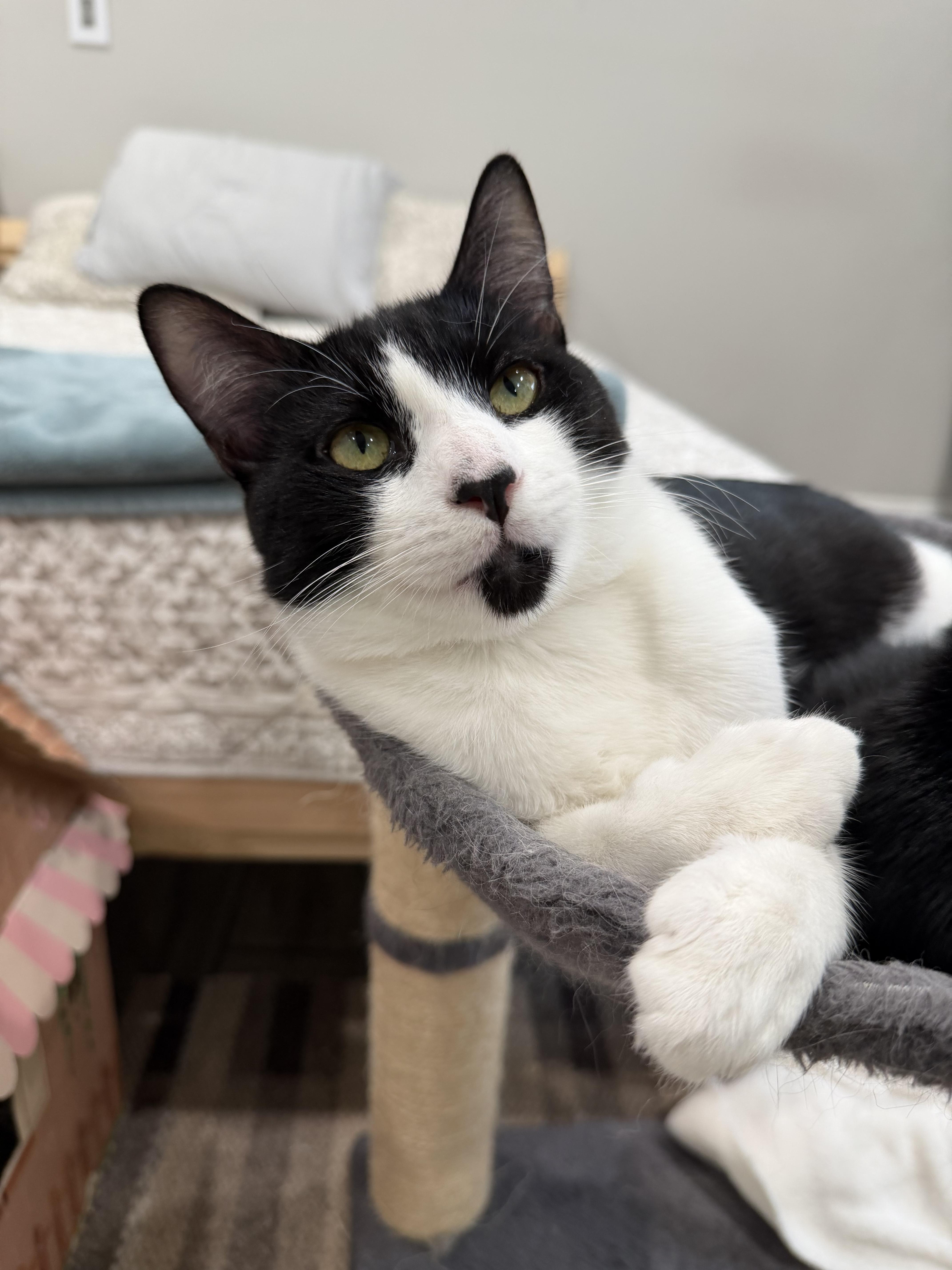 Enlarge River (M), a Adoptable American Shorthair in Los Angeles, CA image 1/2