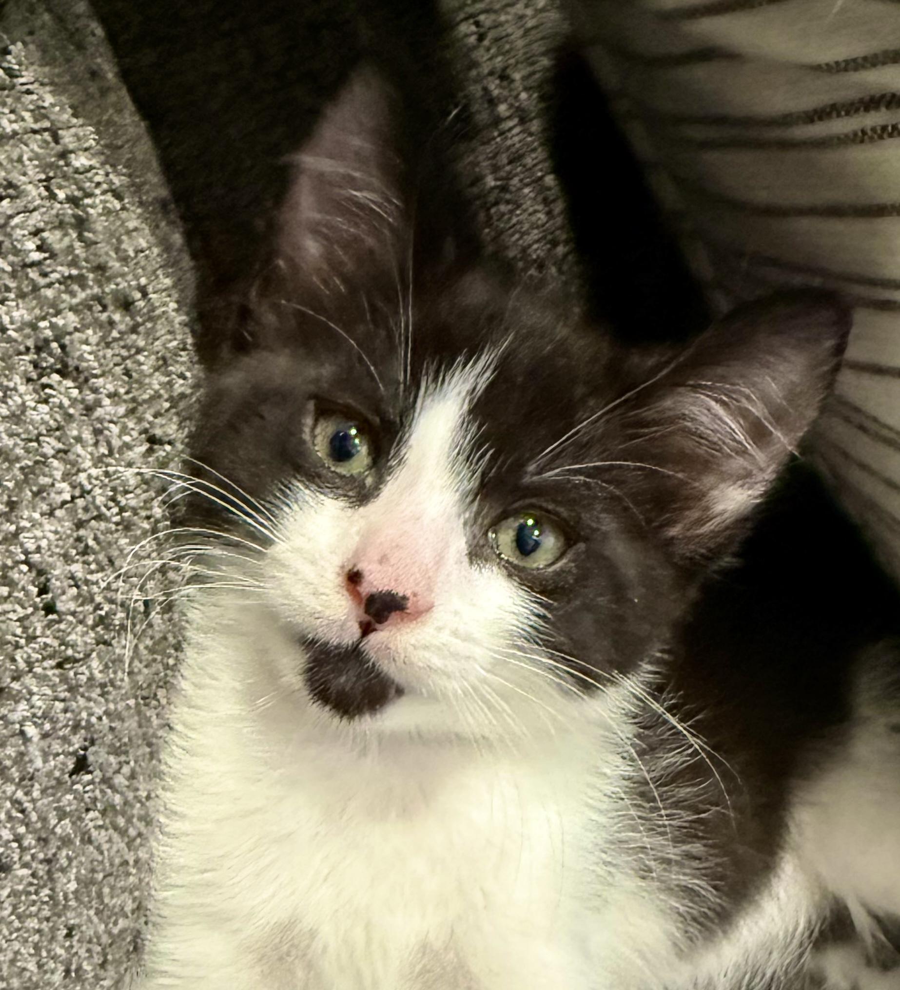 River (M), a Adoptable American Shorthair in Los Angeles, CA image 1/2