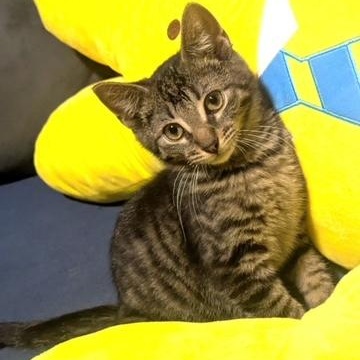 Pastel Rainbow, a Adoptable Domestic Short Hair image 3/5