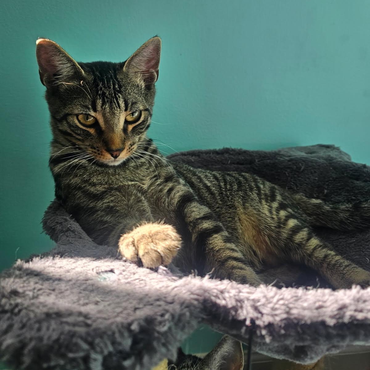 Pastel Rainbow, a Adoptable Domestic Short Hair image 1/5