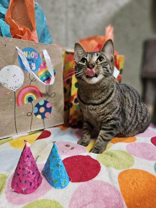 Enlarge Bow, a Adoptable Domestic Short Hair in Hudsonville, MI image 3/5