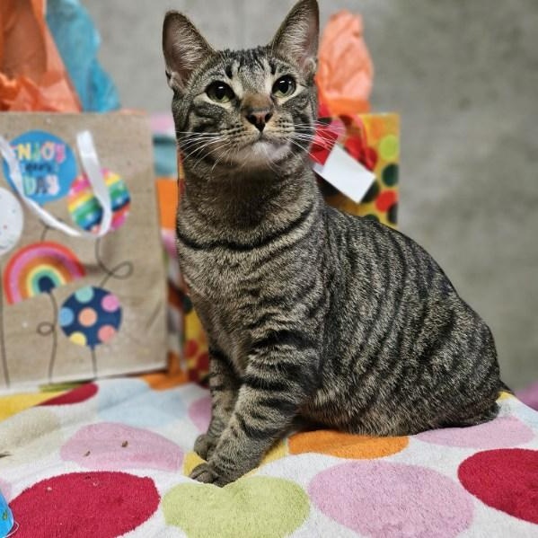 Bow, Adoptable, Young Male Domestic Short Hair.