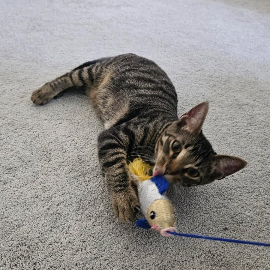 Pastel Rainbow, a Adoptable Domestic Short Hair image 2/5