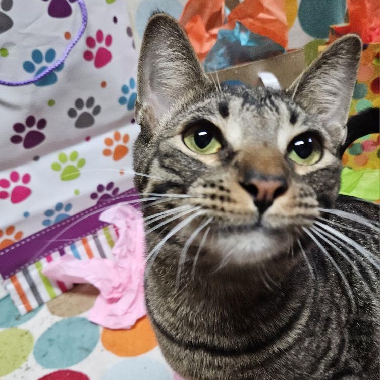 Enlarge Bow, a Adoptable Domestic Short Hair in Hudsonville, MI image 2/5