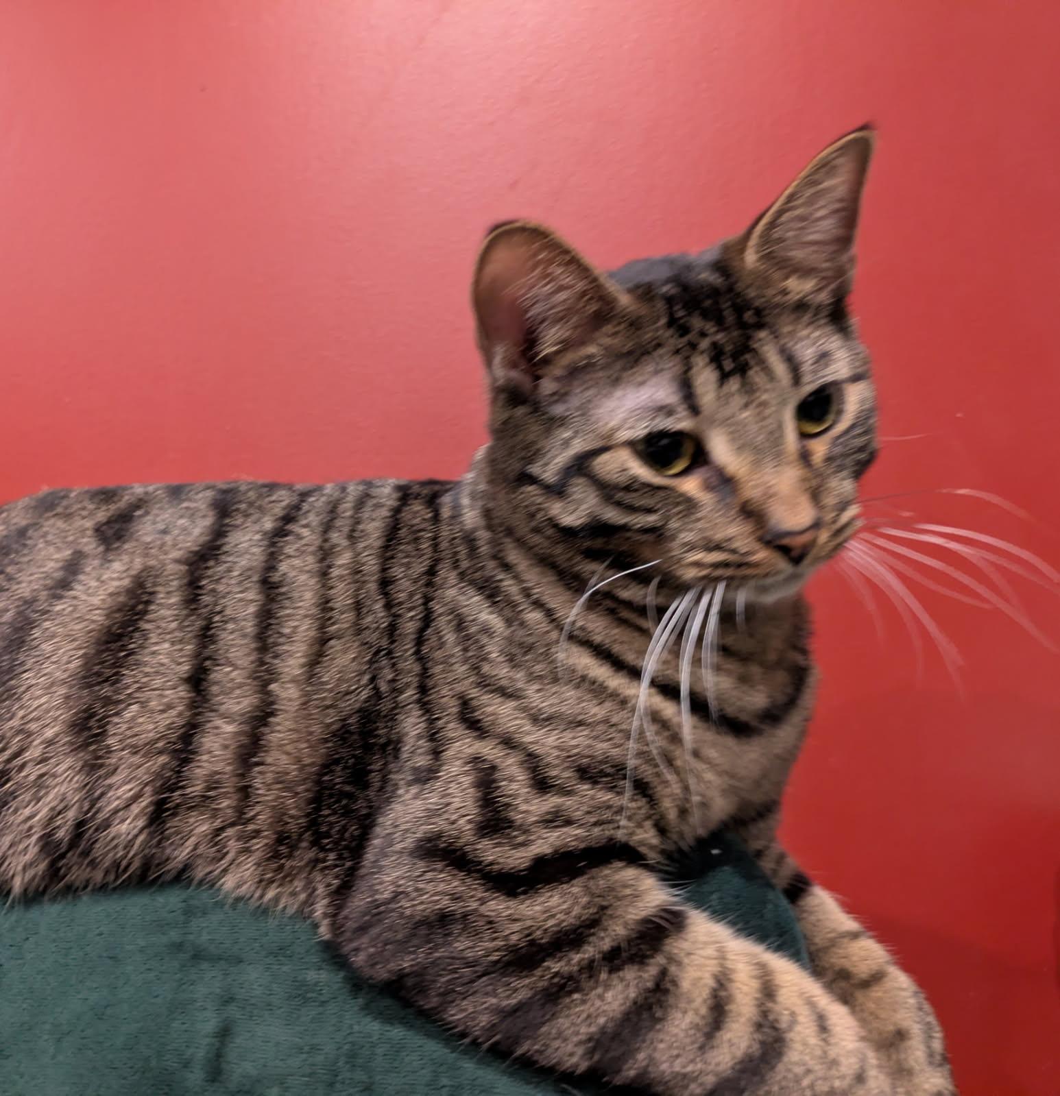 Enlarge Bow, a Adoptable Domestic Short Hair in Hudsonville, MI image 4/5