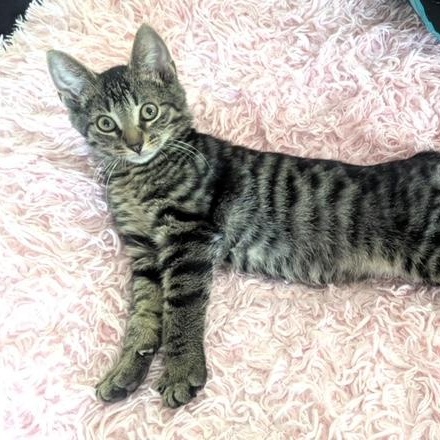 Pastel Rainbow, a Adoptable Domestic Short Hair image 5/5