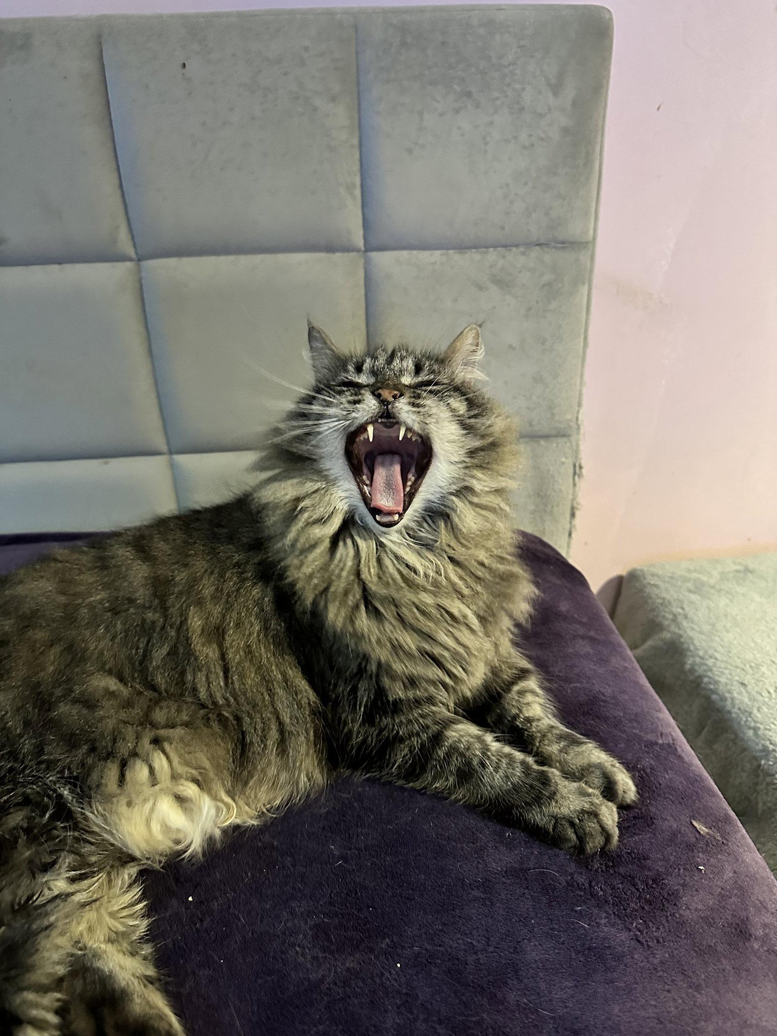 Michonne, Adoptable, Senior Female Domestic Medium Hair.