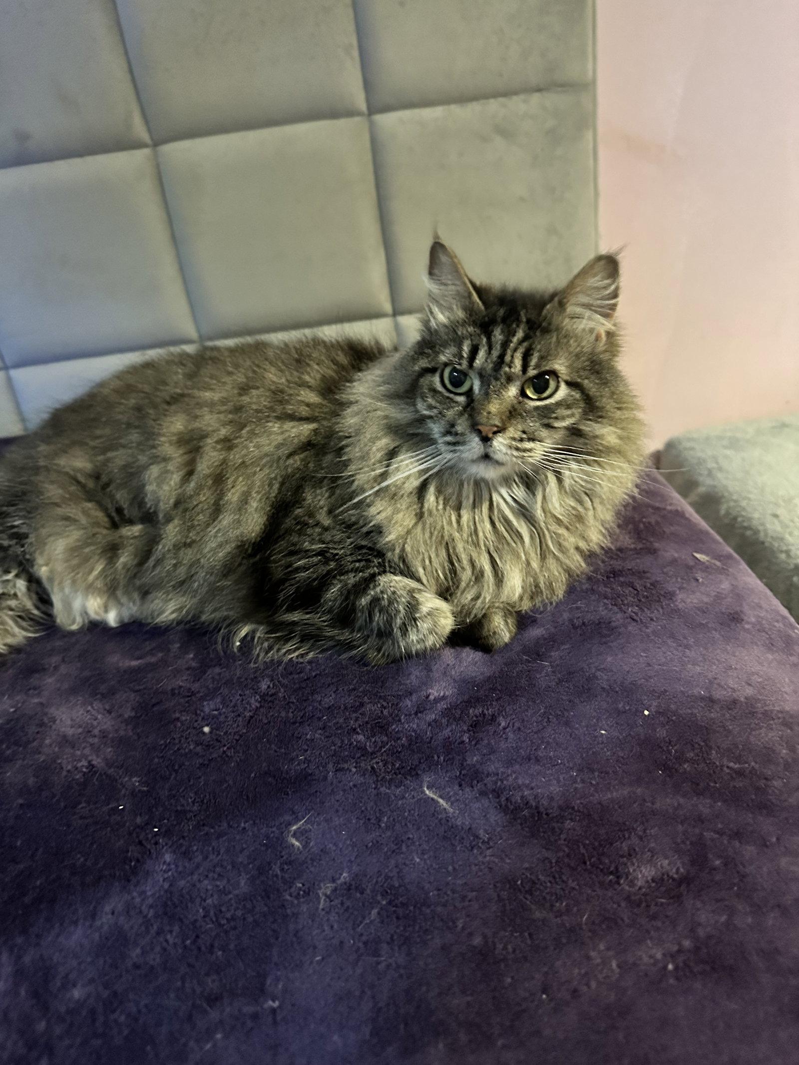 Michonne, a Adoptable Domestic Medium Hair in Absecon, NJ image 2/3