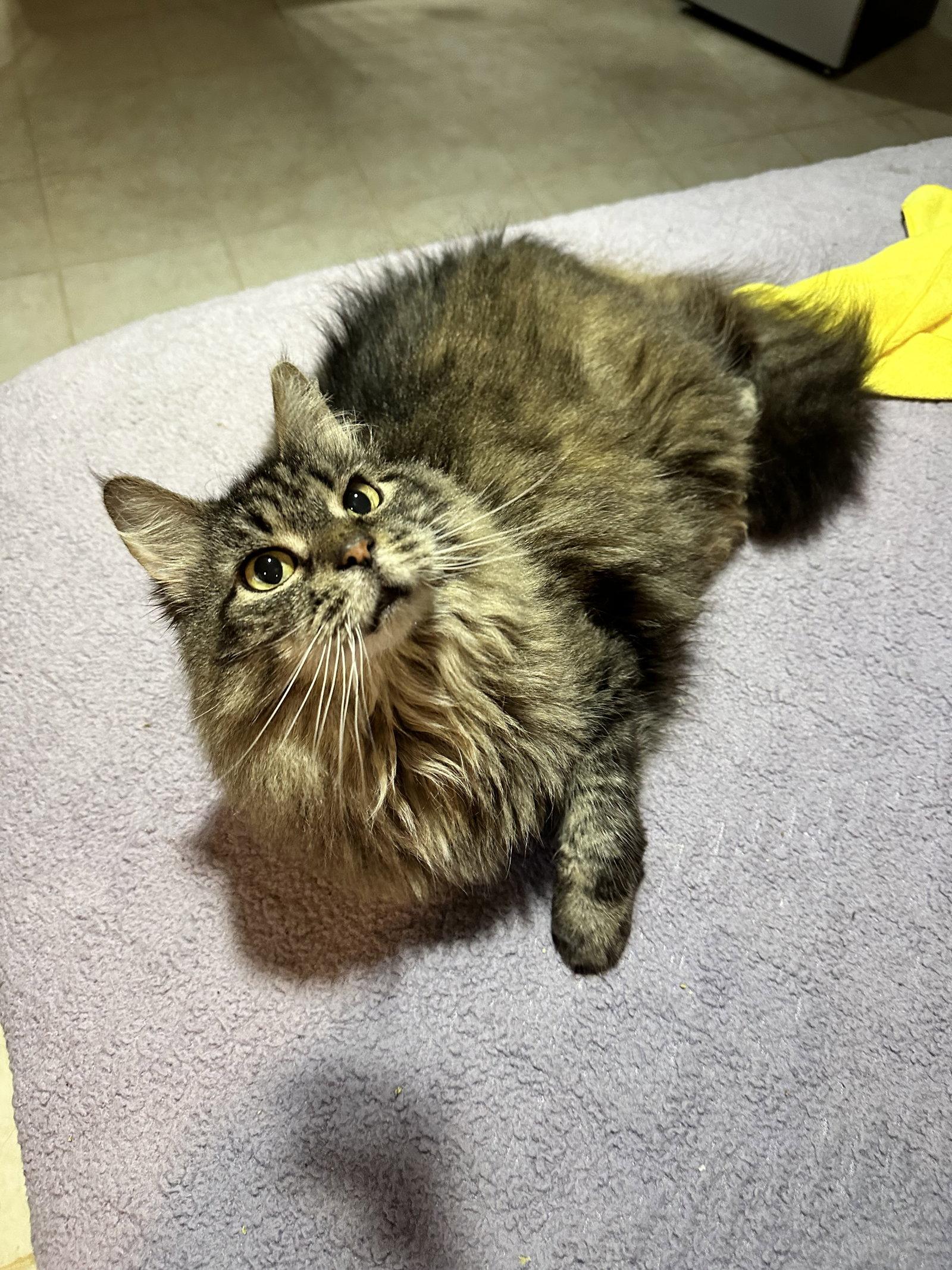 Michonne, a Adoptable Domestic Medium Hair in Absecon, NJ image 3/3