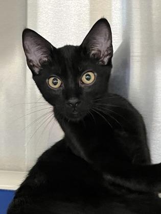 Maxine, Adoptable, Kitten Female Domestic Short Hair & Domestic Short Hair.