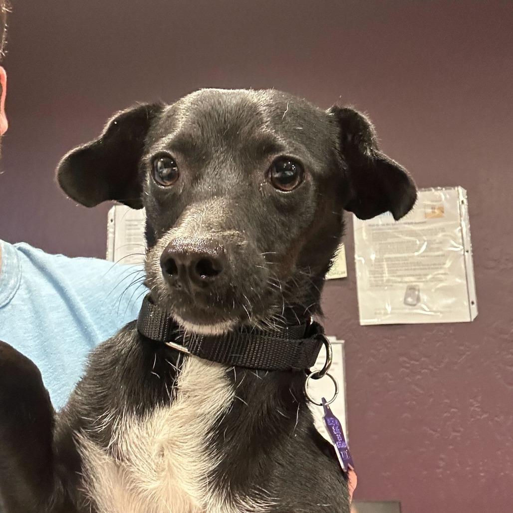 JoJo, a Adoptable mixed breed in San Francisco, CA image 1/3