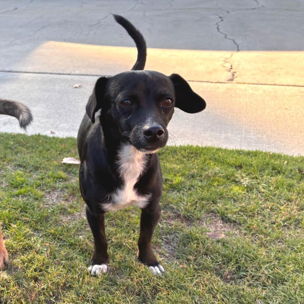 JoJo, a Adoptable mixed breed in San Francisco, CA image 2/3