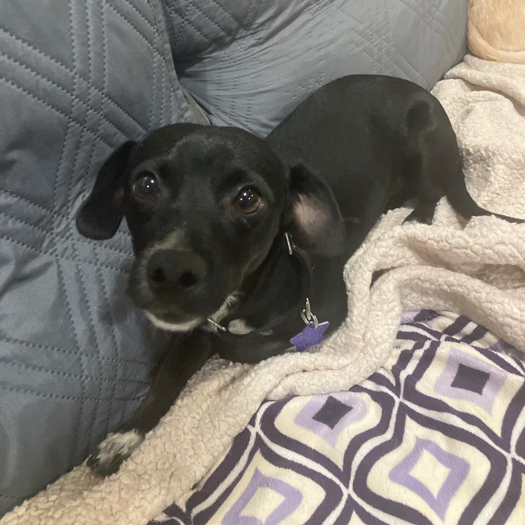 JoJo, a Adoptable mixed breed in San Francisco, CA image 3/3