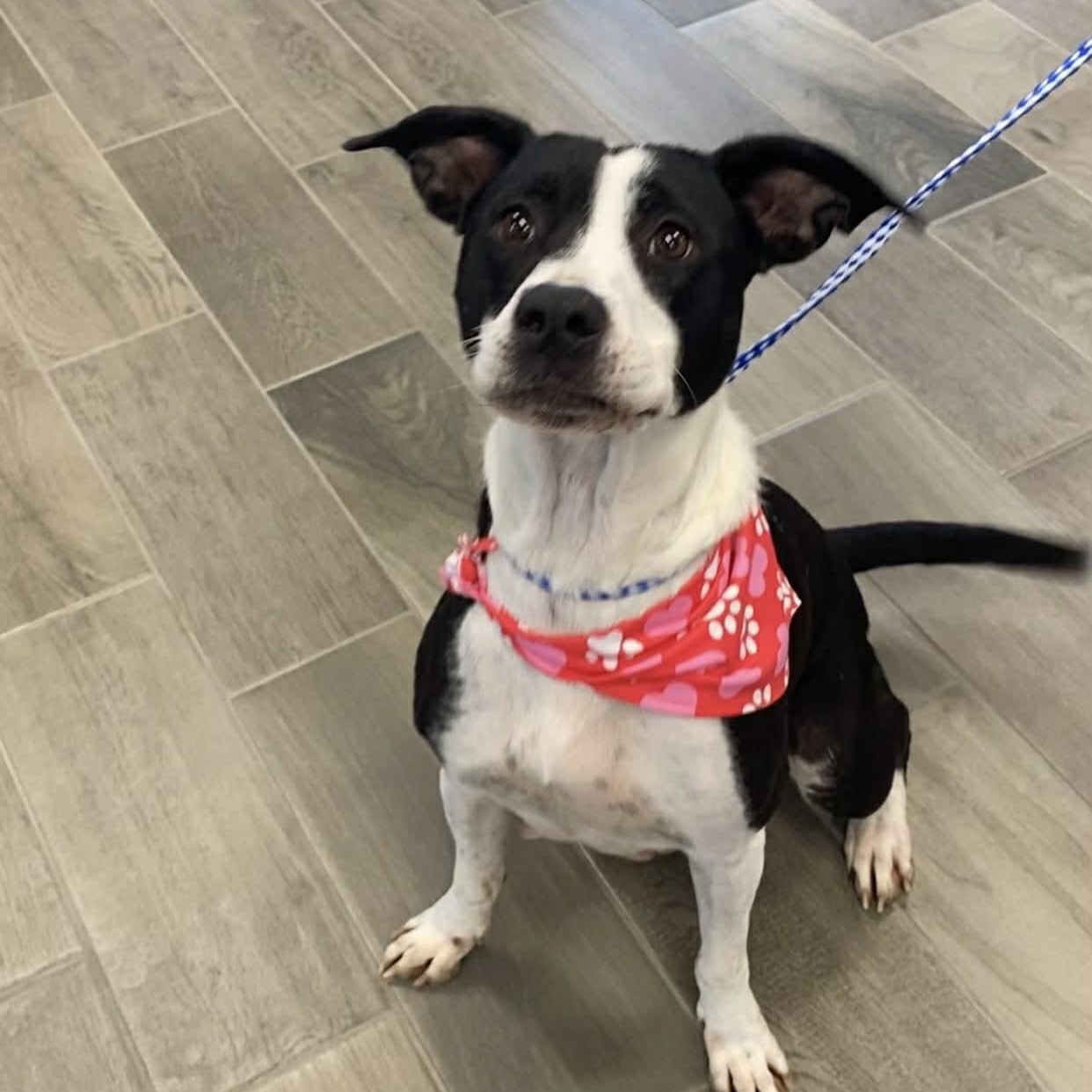 Enlarge Maria, a ADOPTABLE mixed breed in Nevada, MO image 1/1