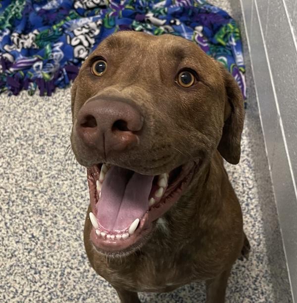 Rosco, Adoptable, Adult Male Labrador Retriever.