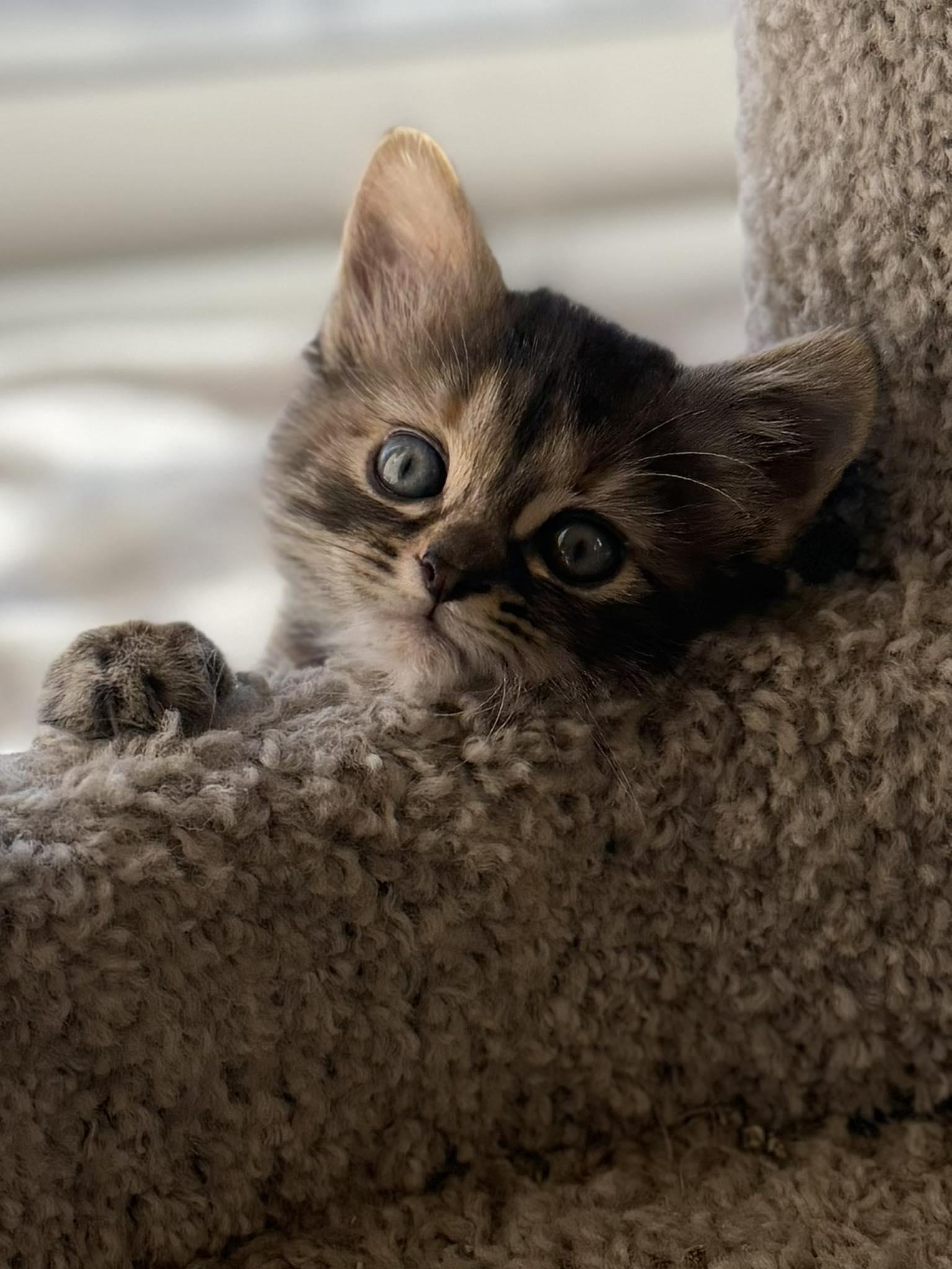 Enlarge Eenie, a Adopted mixed breed in Ocala, FL image 2/3