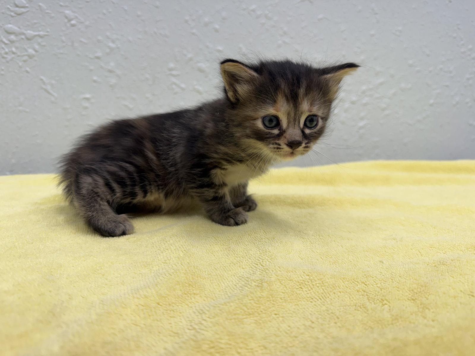 Enlarge Eenie, a Adopted mixed breed in Ocala, FL image 3/3