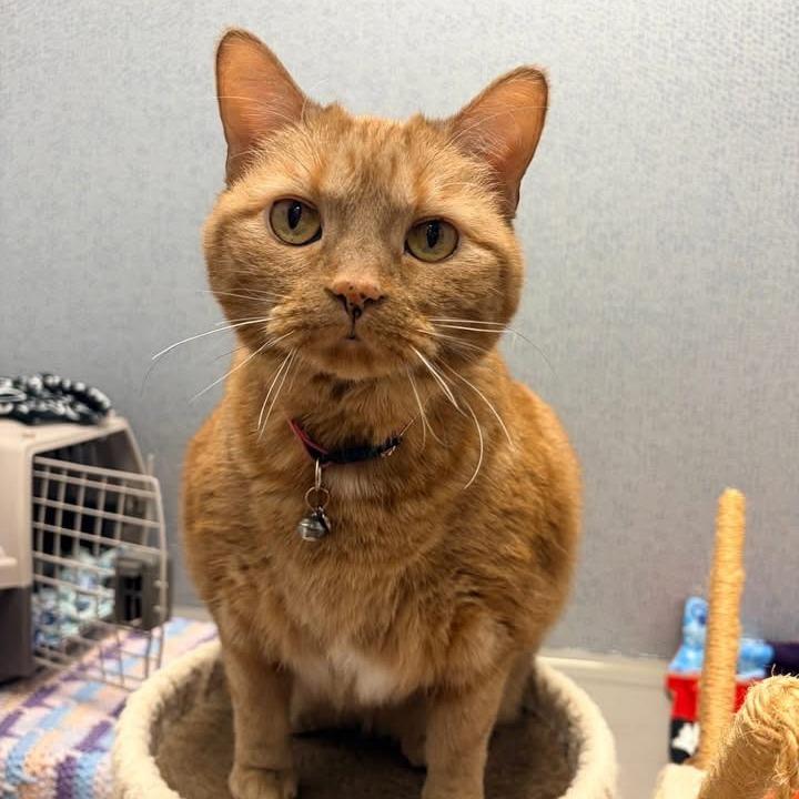 Marmalade - In Foster to Adopt, Adoptable, Adult Female Domestic Short Hair.