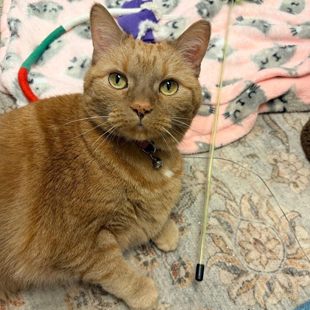 Enlarge Marmalade - In Foster to Adopt, a Adoptable Domestic Short Hair in Naperville, IL image 2/6