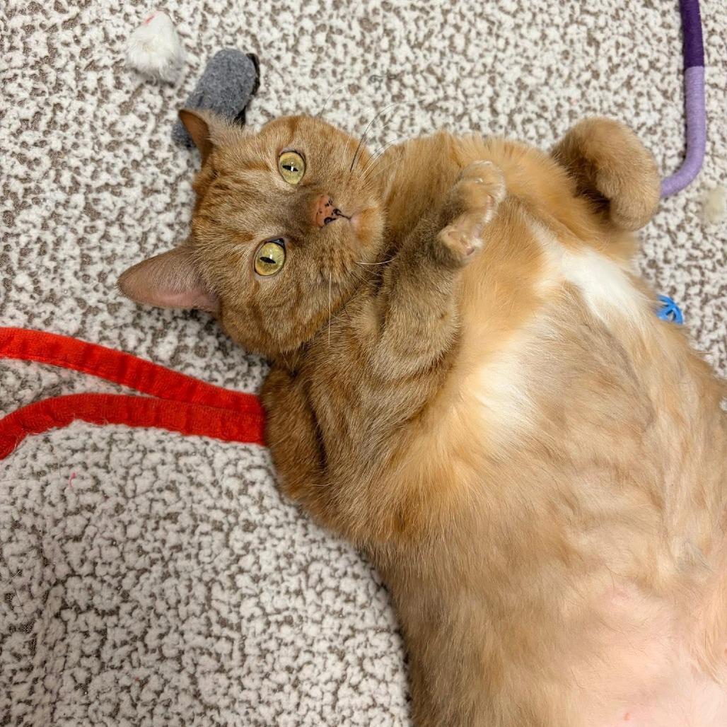 Enlarge Marmalade - In Foster to Adopt, a Adoptable Domestic Short Hair in Naperville, IL image 3/6