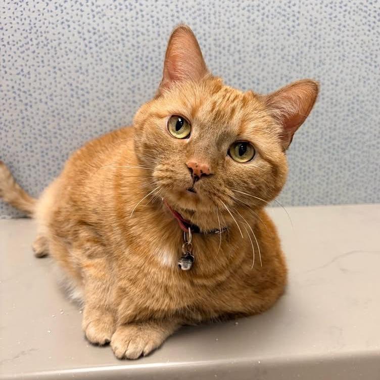Enlarge Marmalade - In Foster to Adopt, a Adoptable Domestic Short Hair in Naperville, IL image 4/6