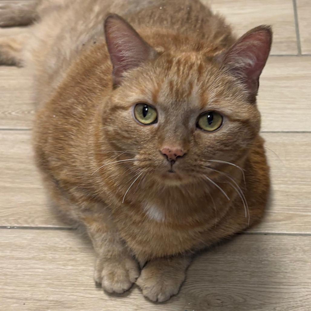 Enlarge Marmalade - In Foster to Adopt, a Adoptable Domestic Short Hair in Naperville, IL image 5/6