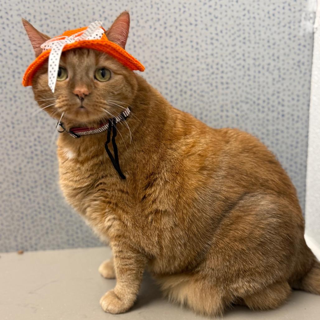 Enlarge Marmalade - In Foster To Adopt, a Adoptable Domestic Short Hair in Naperville, IL image 5/6