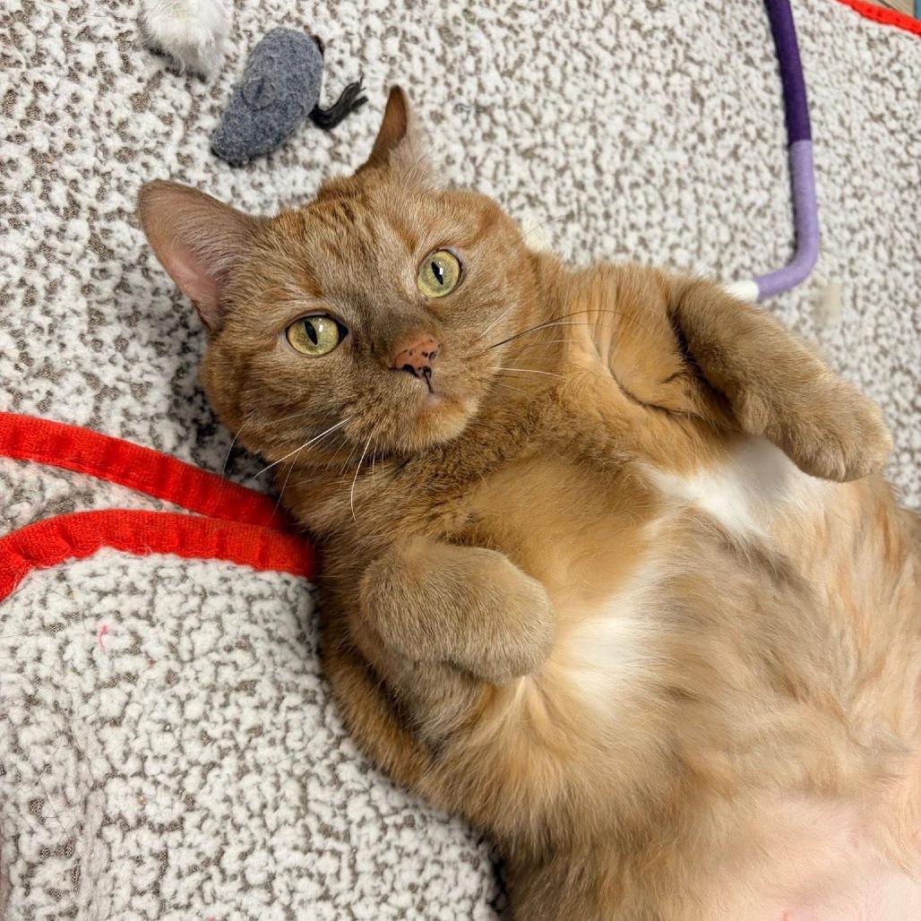 Enlarge Marmalade - In Foster to Adopt, a Adoptable Domestic Short Hair in Naperville, IL image 6/6