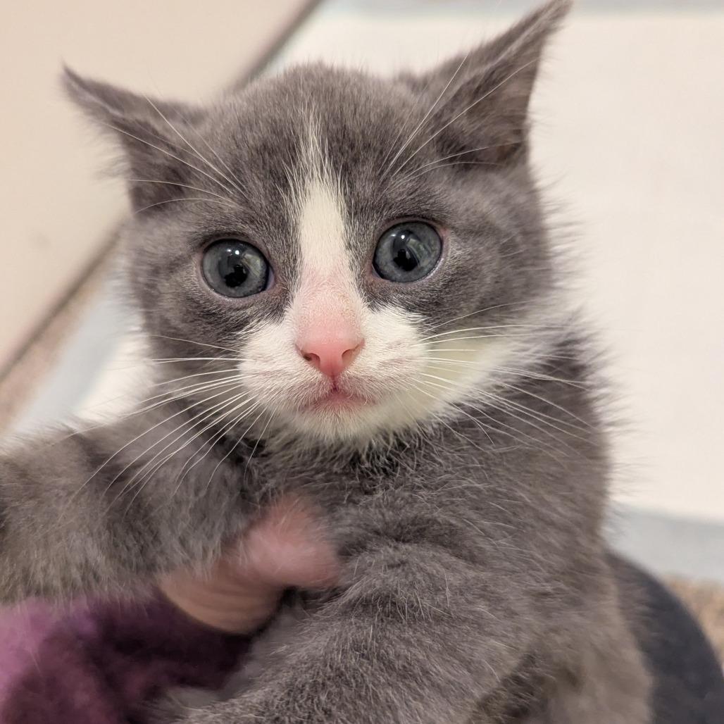 Enlarge Clover, a Adoptable Domestic Short Hair in Meridian, ID image 1/3