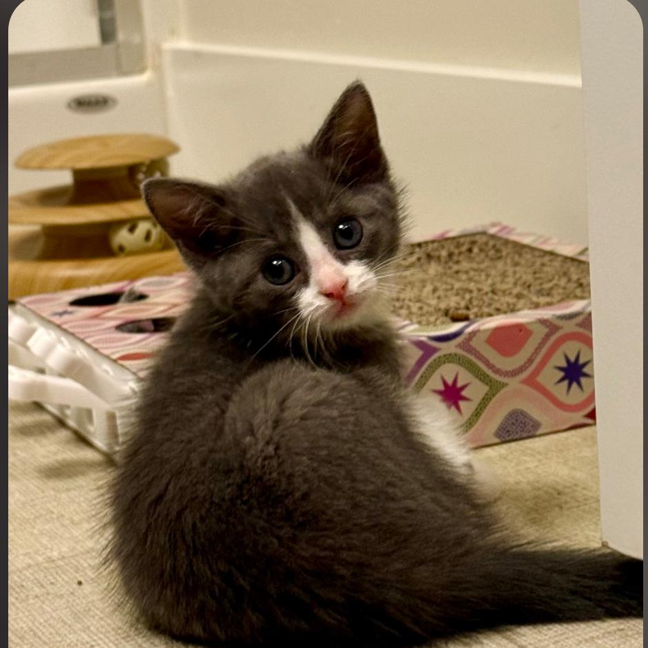 Enlarge Clover, a Adoptable Domestic Short Hair in Meridian, ID image 2/3