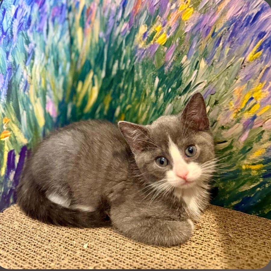 Enlarge Clover, a Adoptable Domestic Short Hair in Meridian, ID image 3/3