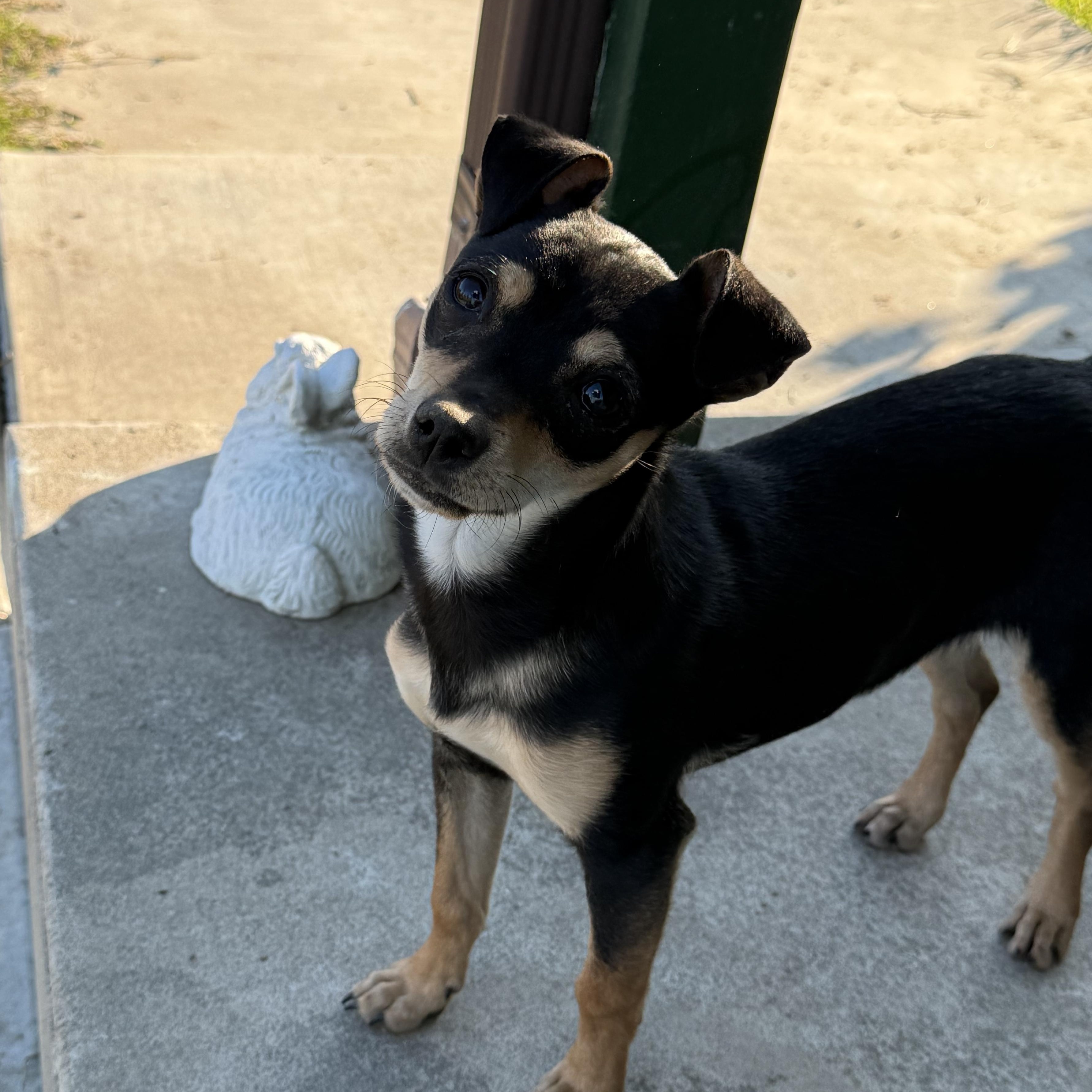 Enlarge Birdie, a ADOPTABLE mixed breed in modesto, CA image 4/6