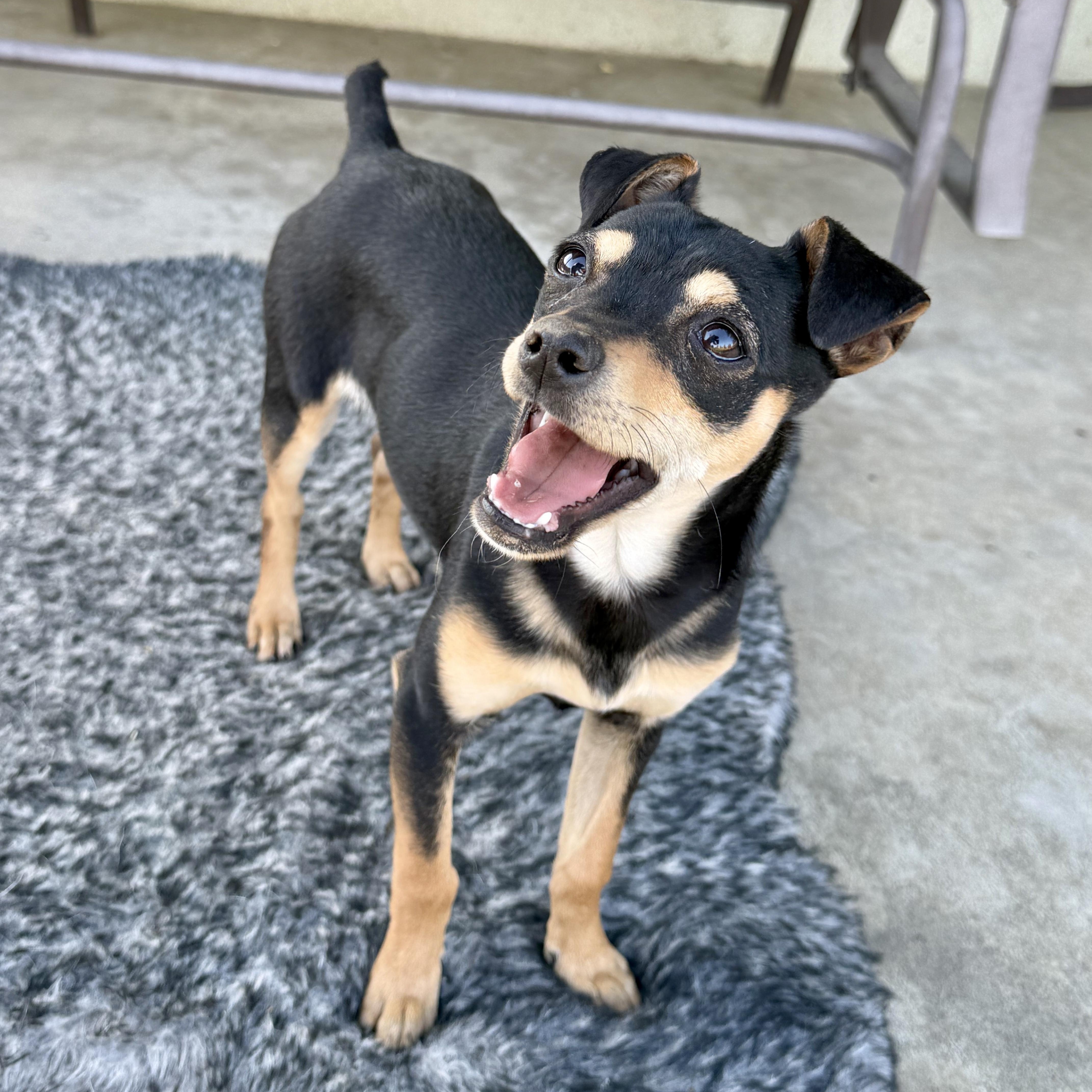 Enlarge Birdie, a ADOPTABLE mixed breed in modesto, CA image 1/6