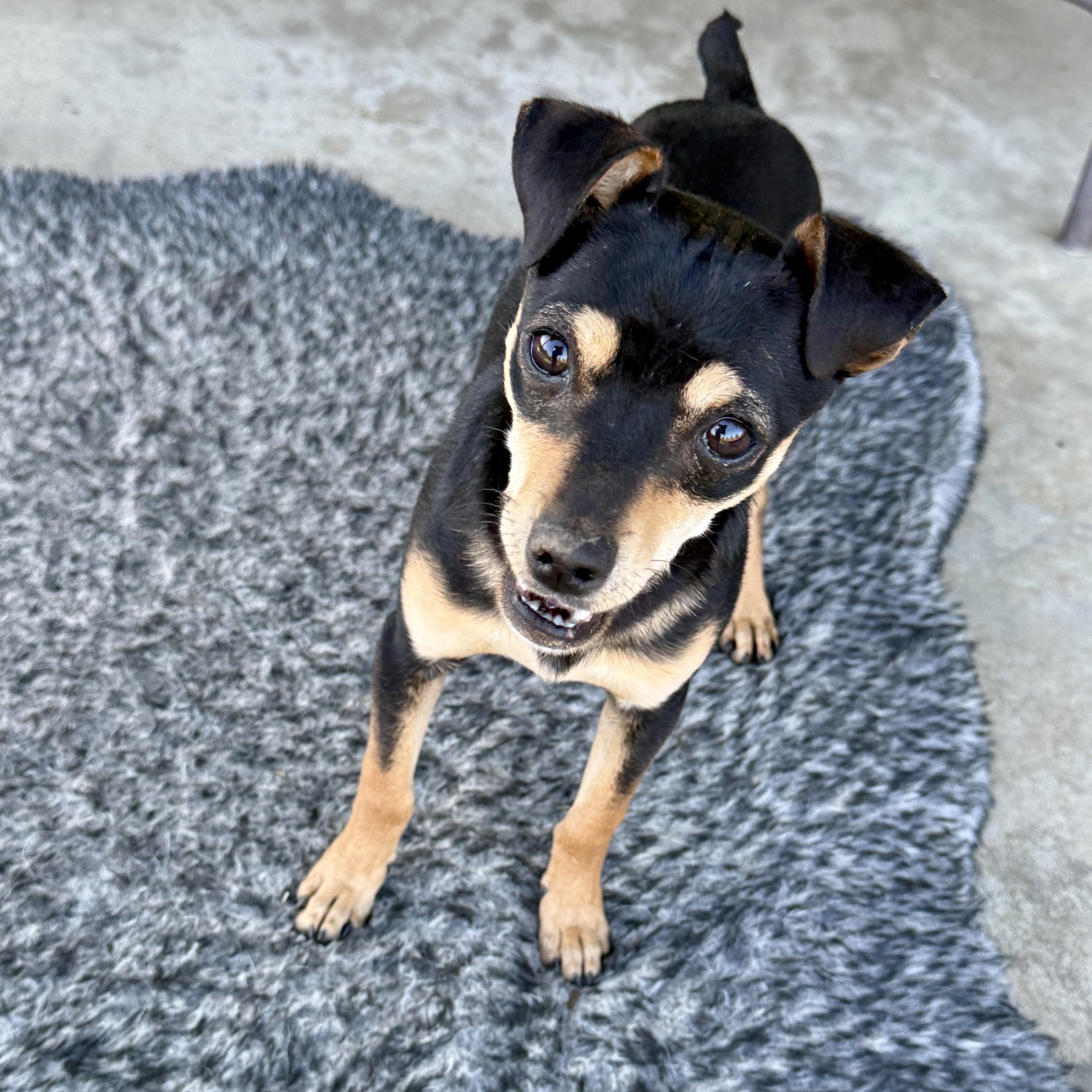 Enlarge Birdie, a ADOPTABLE mixed breed in modesto, CA image 2/6