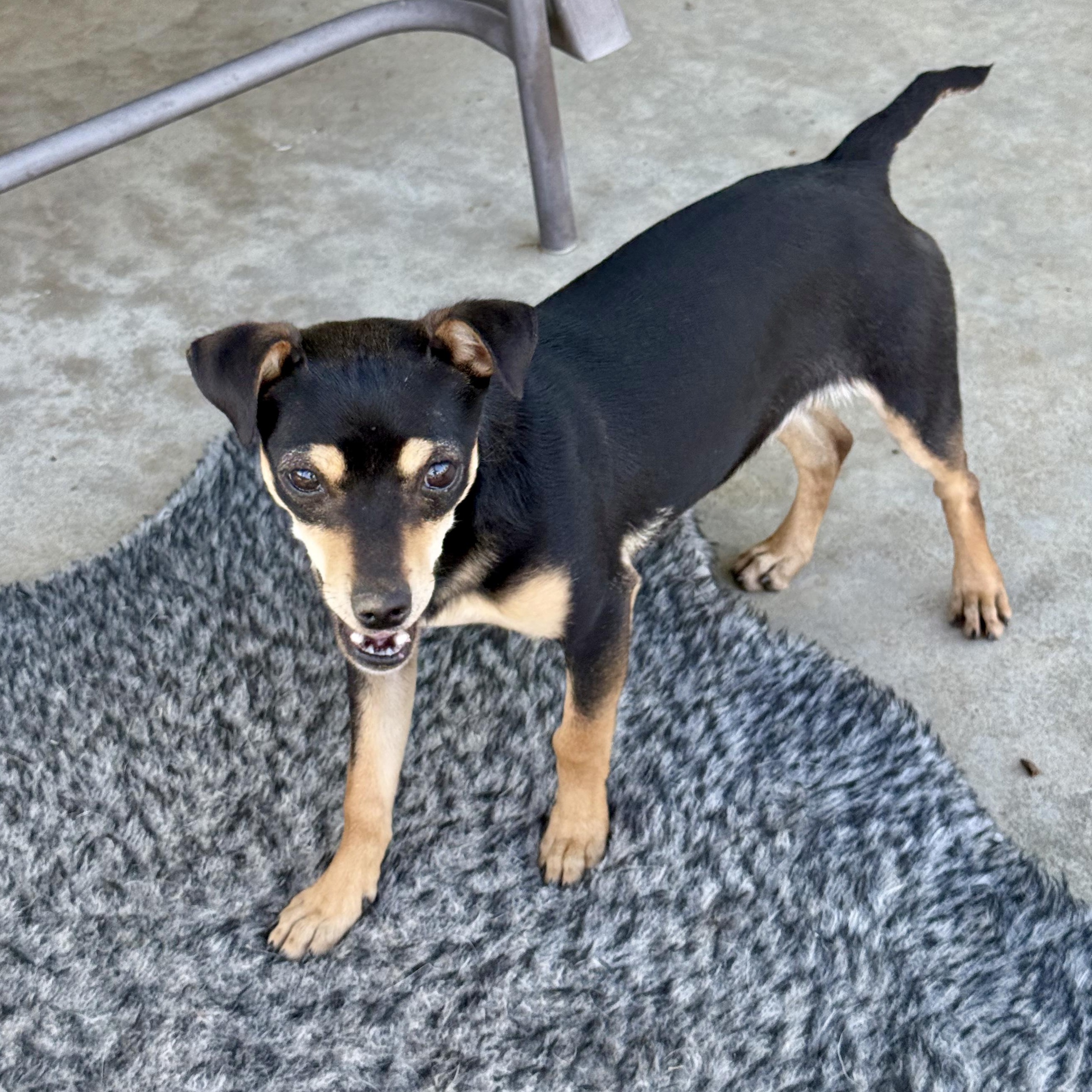 Enlarge Birdie, a ADOPTABLE mixed breed in modesto, CA image 6/6