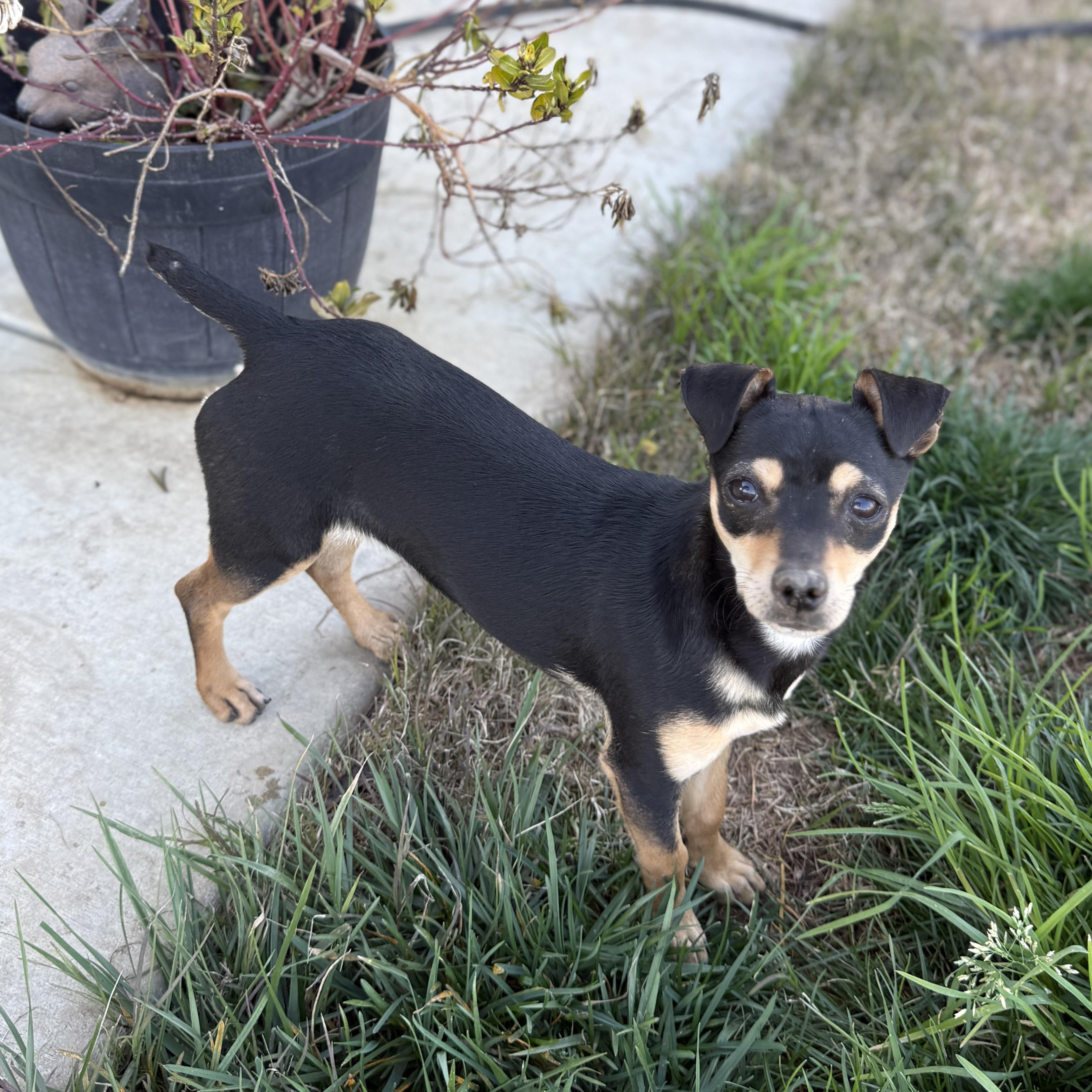 Enlarge Birdie, a ADOPTABLE mixed breed in modesto, CA image 3/6