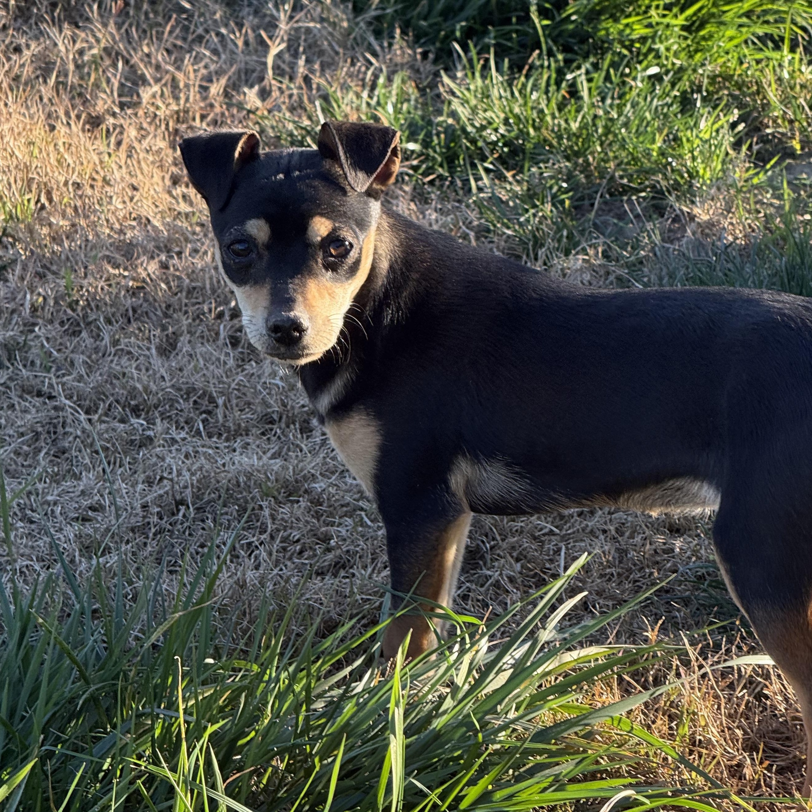 Enlarge Birdie, a ADOPTABLE mixed breed in modesto, CA image 5/6