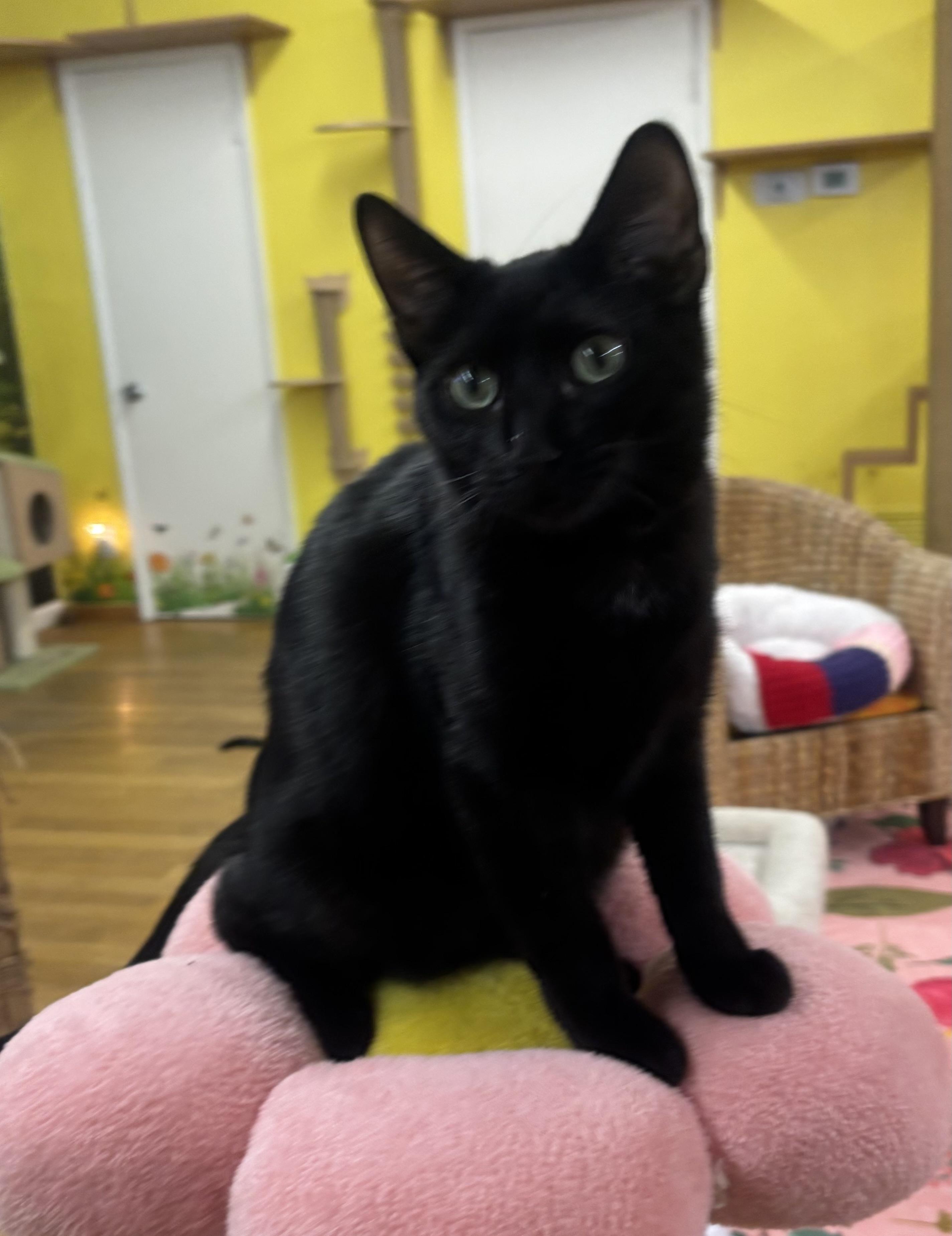 Enlarge Tom, an adoptable Domestic Short Hair in Whittier, CA image 2/6