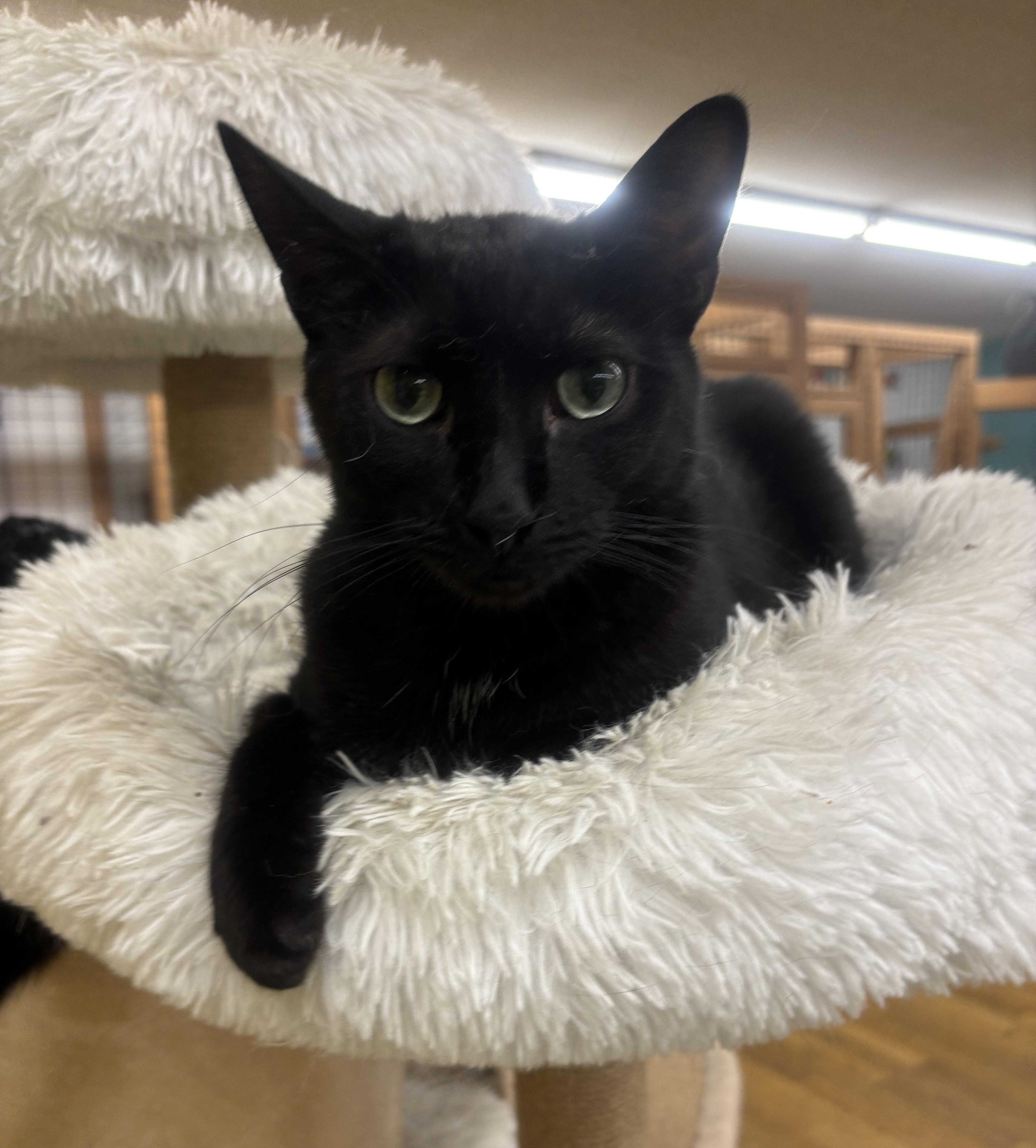 Enlarge Tom, an adoptable Domestic Short Hair in Whittier, CA image 2/6