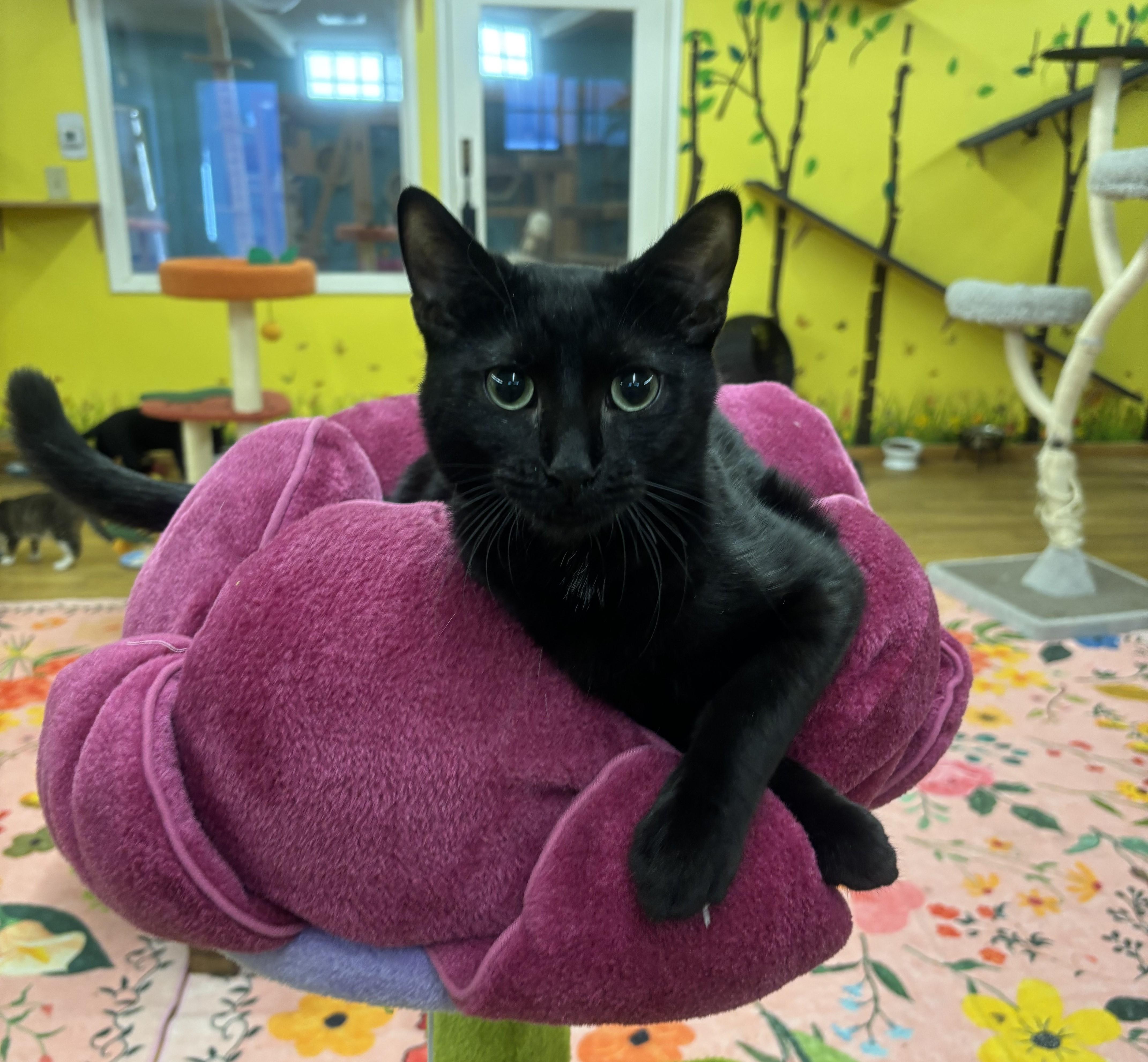 Enlarge Tom, an adoptable Domestic Short Hair in Whittier, CA image 5/6