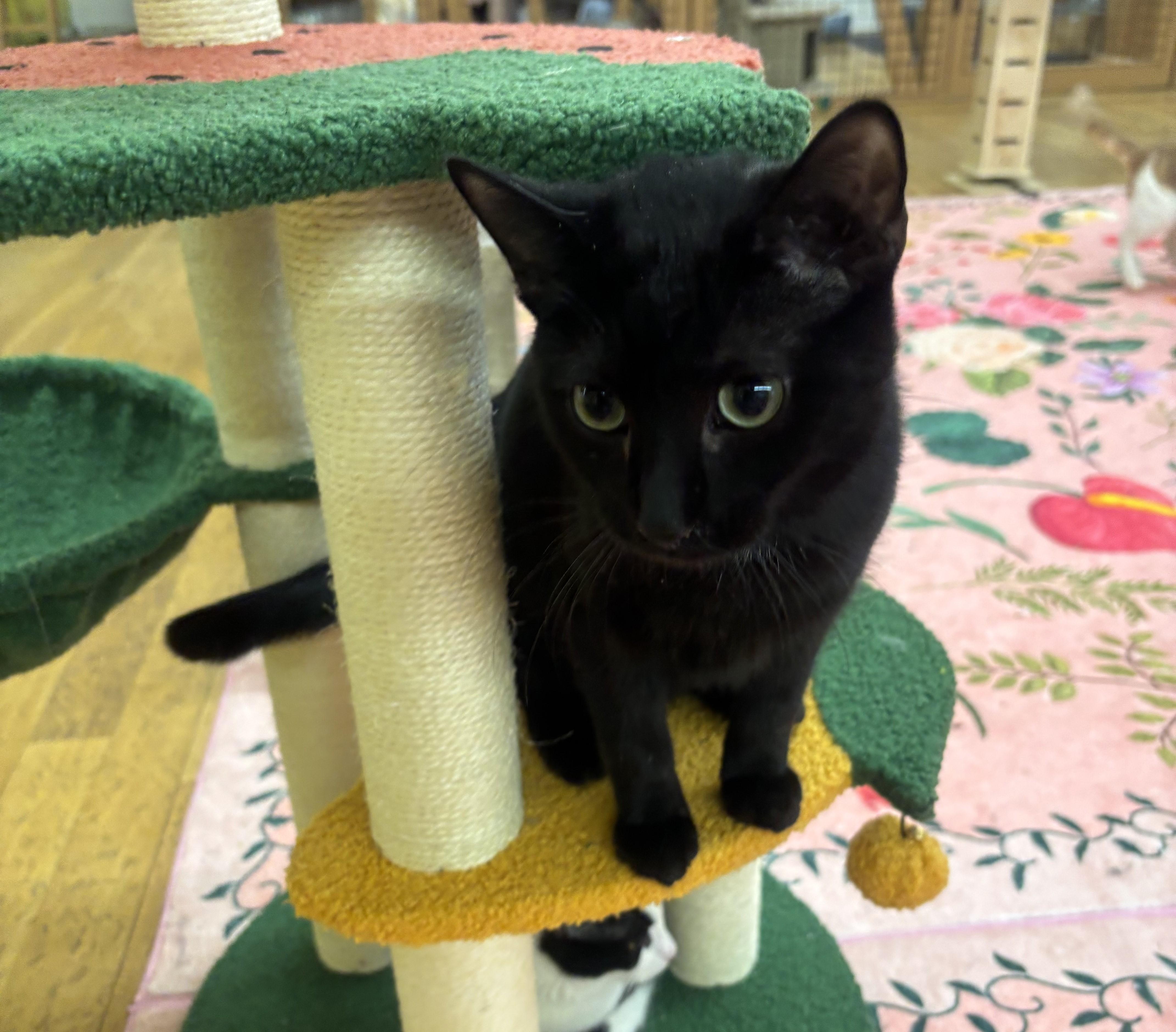 Enlarge Tom, an adoptable Domestic Short Hair in Whittier, CA image 6/6