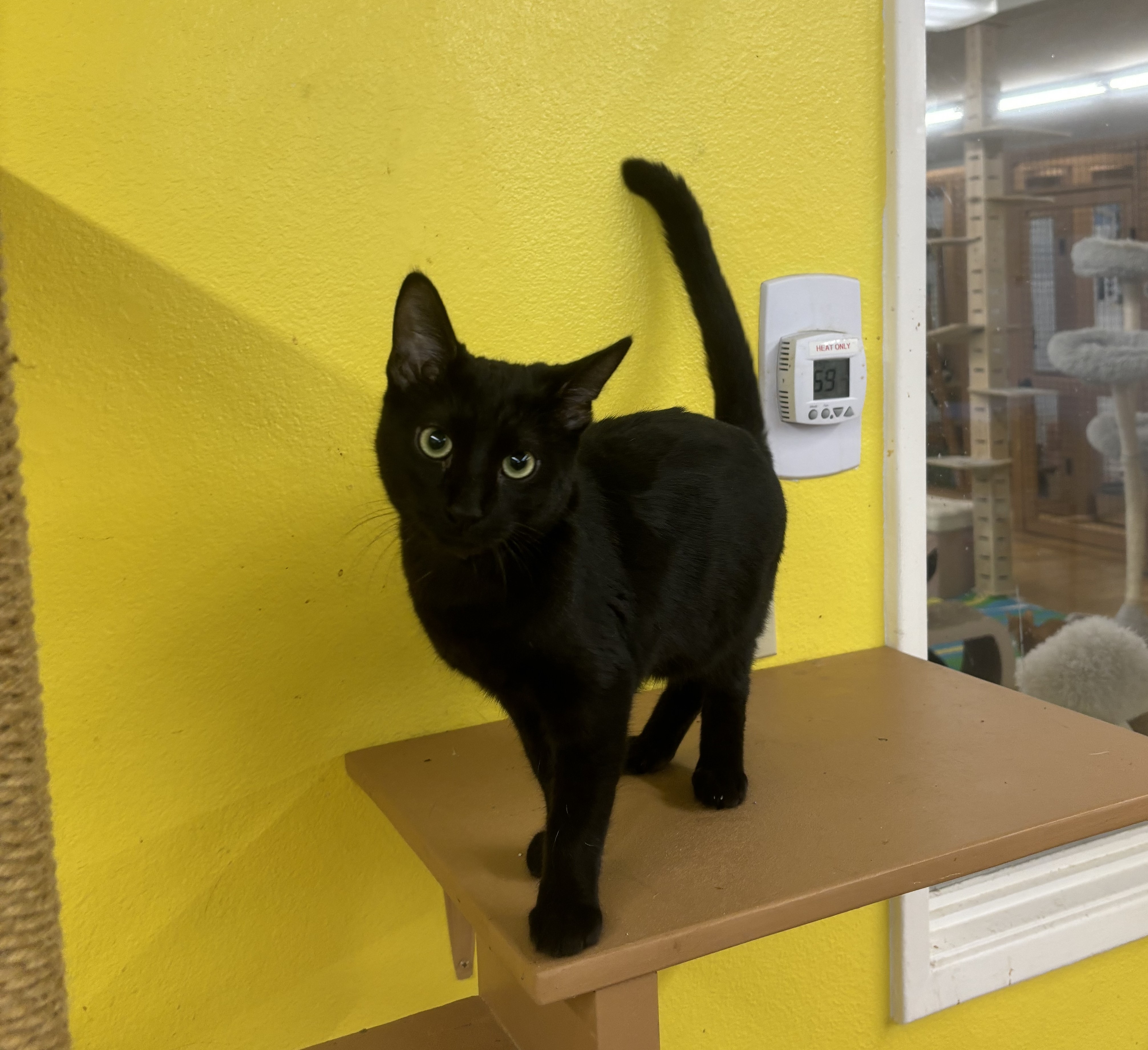 Enlarge Tom, an adoptable Domestic Short Hair in Whittier, CA image 4/6